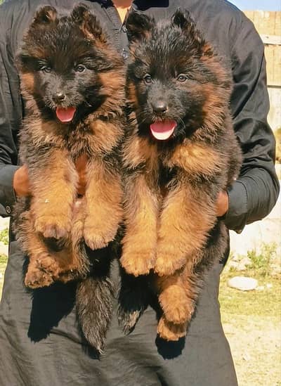German shepherd proper long coat pair 2 month age available