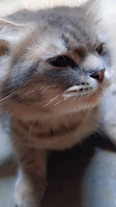 cat selling