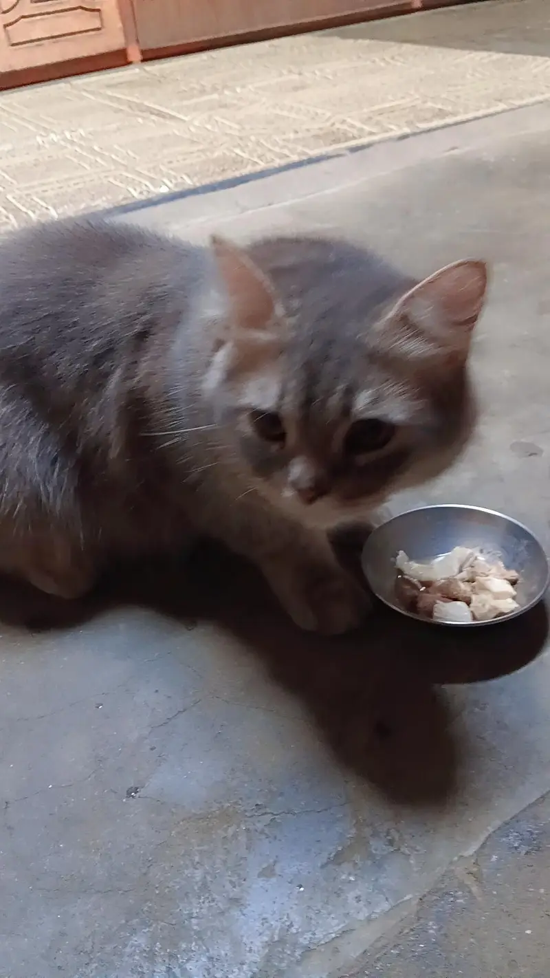 cat selling — photo 3