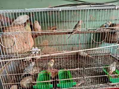 All colony for sell cheap price