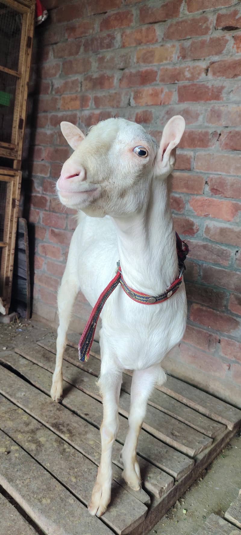 burbury Bakra breeder 0