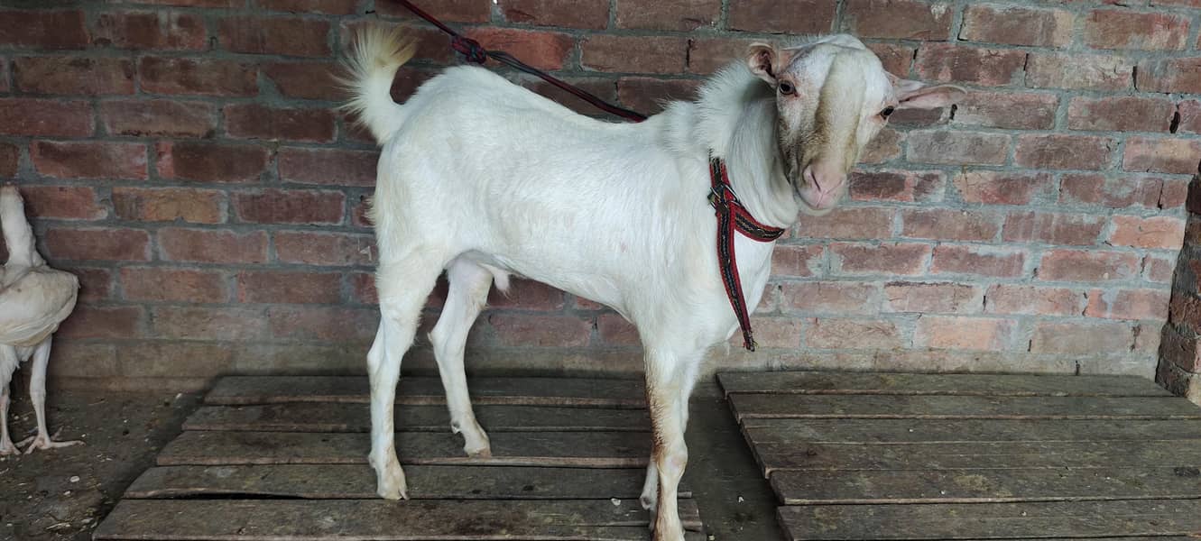 burbury Bakra breeder 1