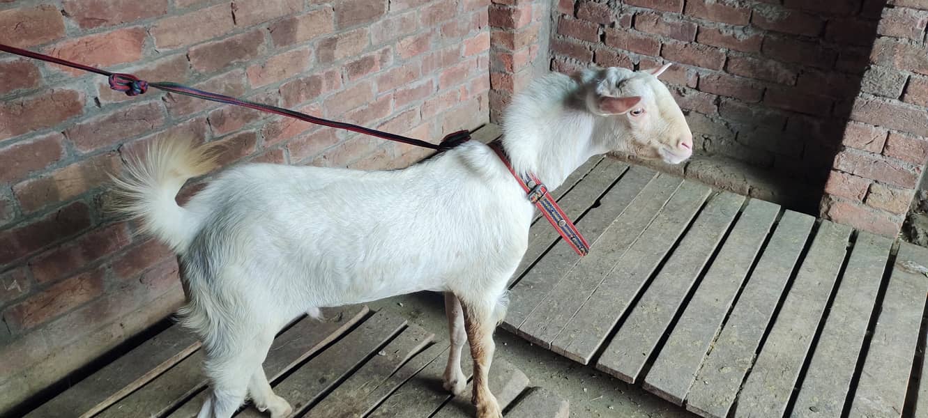 burbury Bakra breeder 2