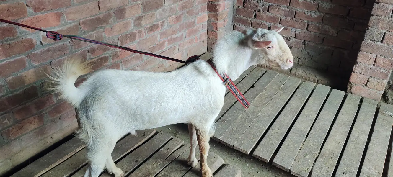 burbury Bakra breeder — photo 3