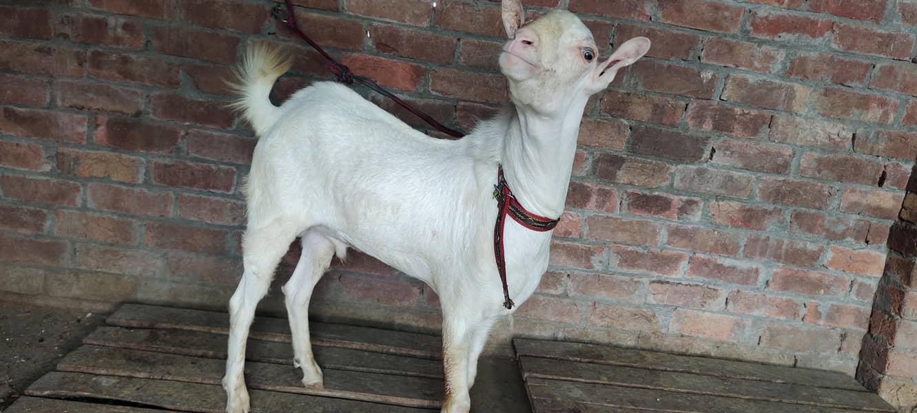 burbury Bakra breeder 3