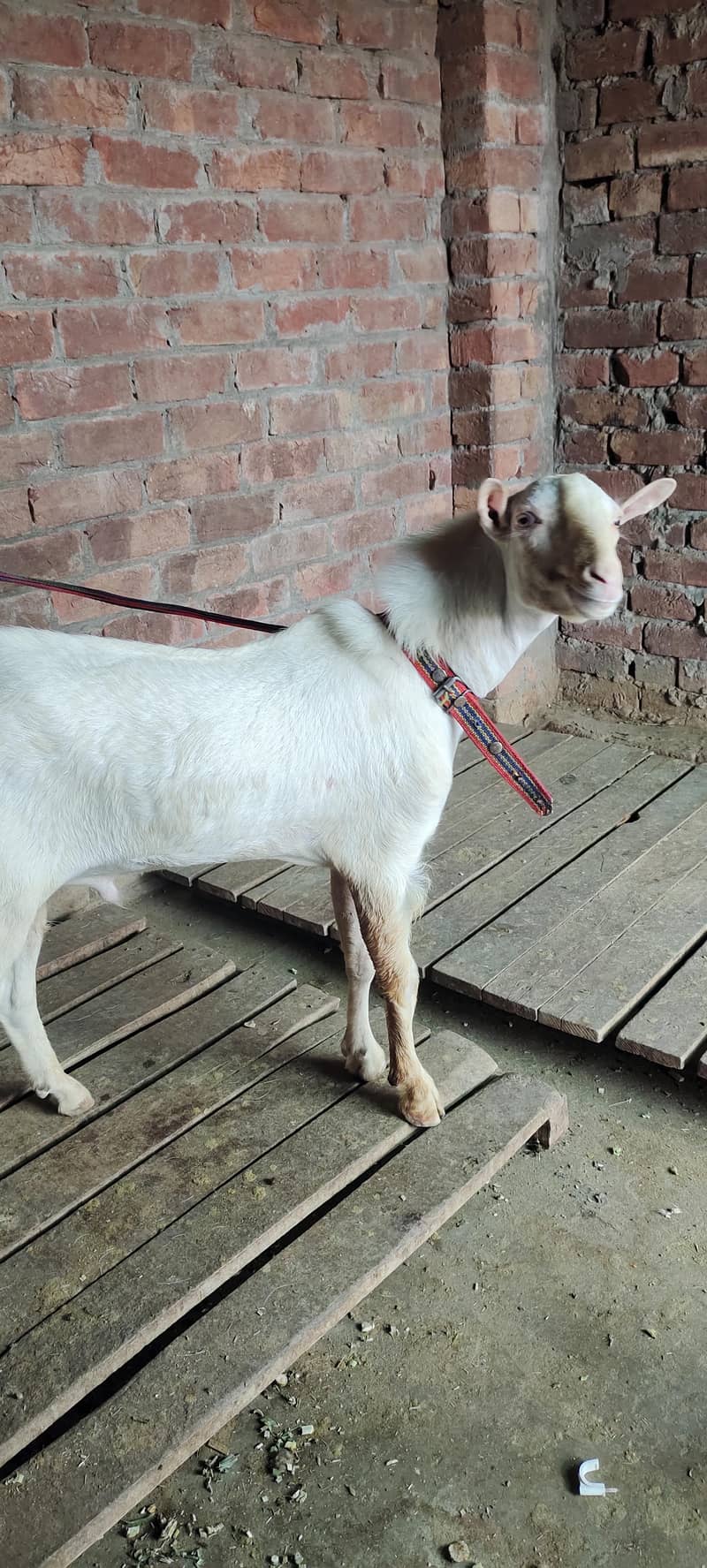 burbury Bakra breeder 4