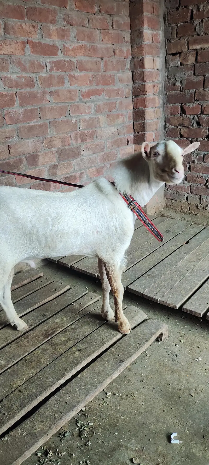 burbury Bakra breeder — photo 5