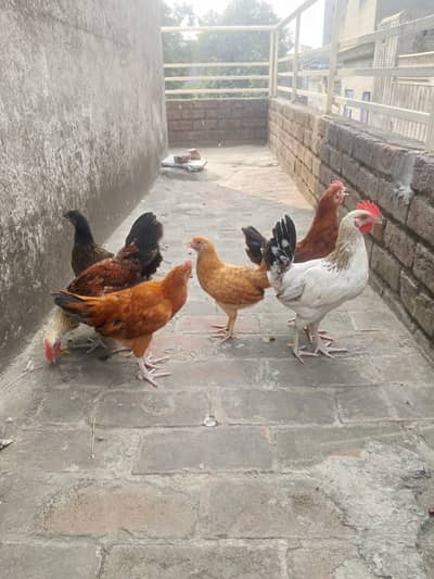 Pure Golden misri pair available