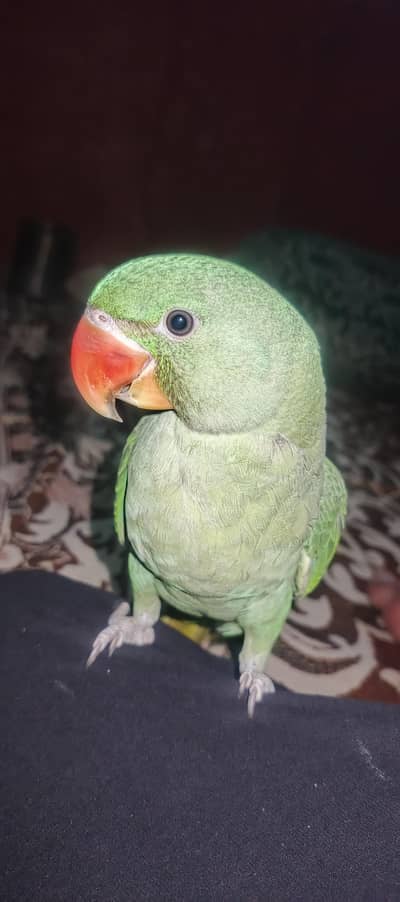 Beautiful Active Parrot For Sale