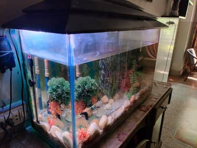 Aquarium for Sale