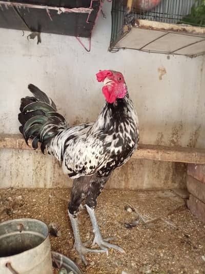 Aseal + Desi Cross Murga For Sale