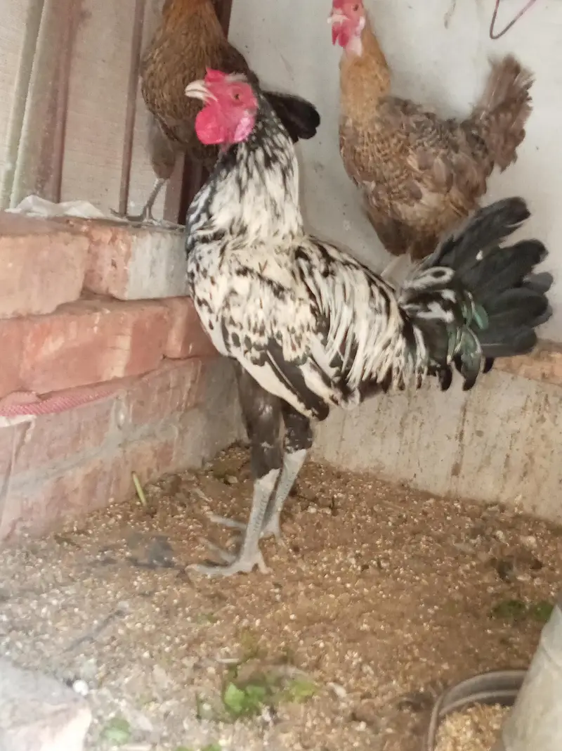Aseal + Desi Cross Murga For Sale — photo 2
