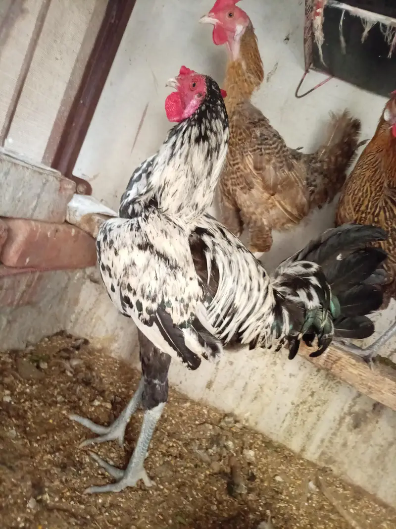 Aseal + Desi Cross Murga For Sale — photo 3