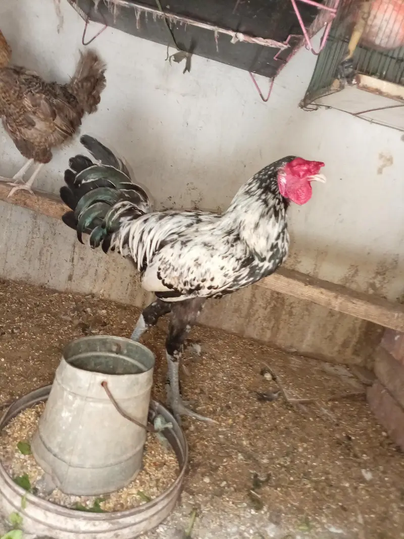 Aseal + Desi Cross Murga For Sale — photo 4