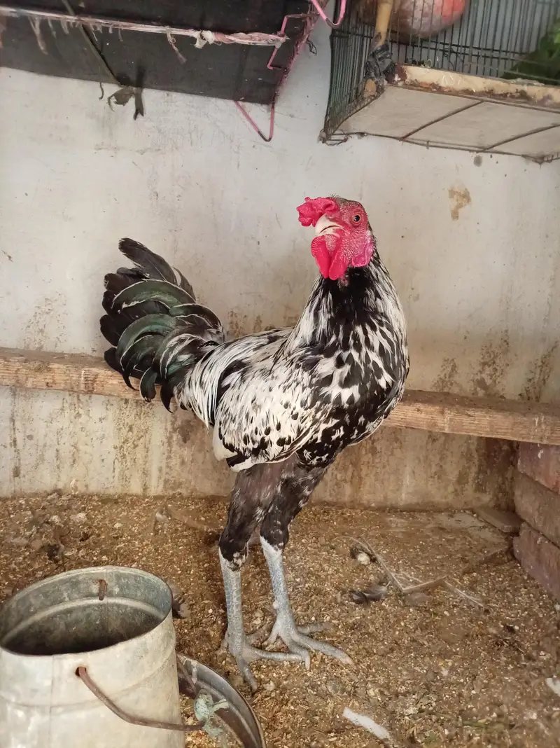 Aseal + Desi Cross Murga For Sale — photo 5