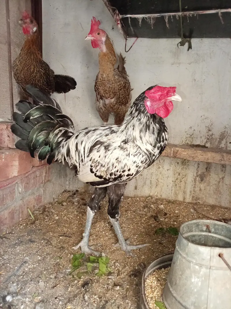 Aseal + Desi Cross Murga For Sale — photo 6