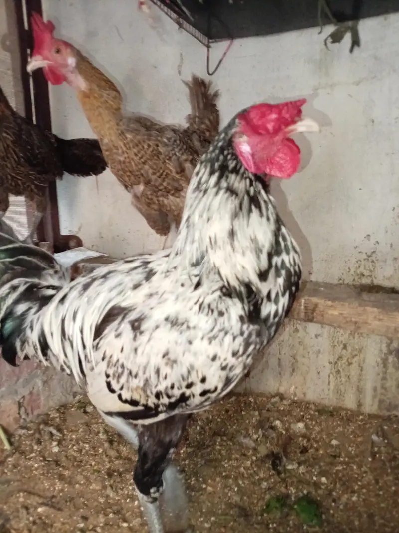 Aseal + Desi Cross Murga For Sale — photo 7