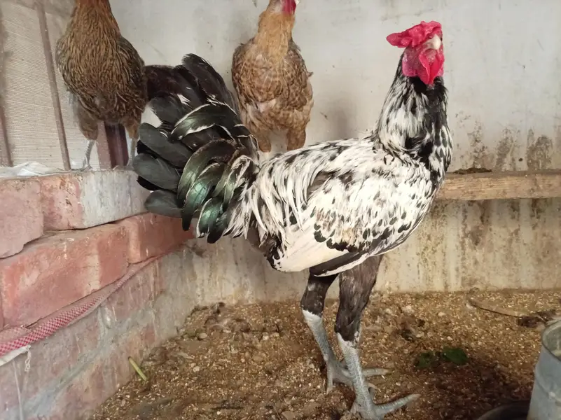 Aseal + Desi Cross Murga For Sale — photo 8