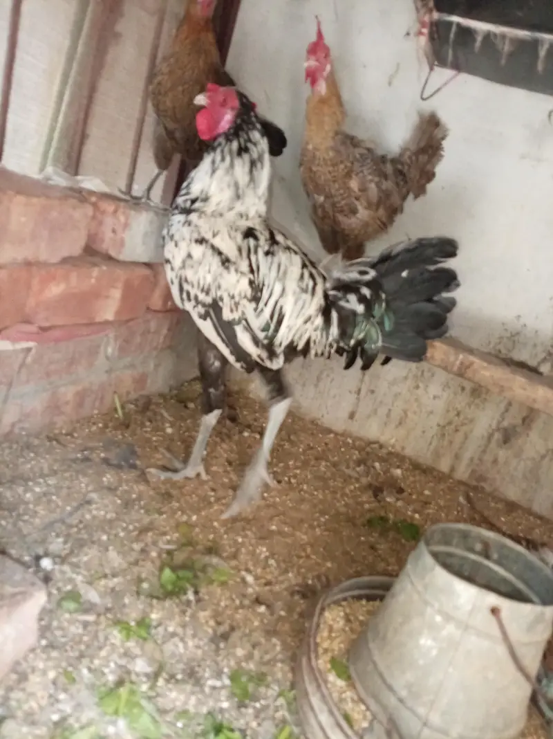 Aseal + Desi Cross Murga For Sale — photo 9
