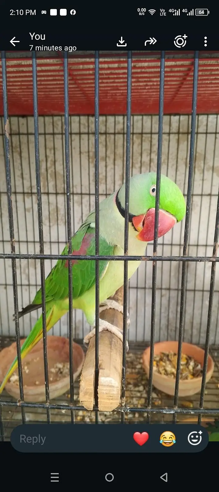 pahari tota — photo 2