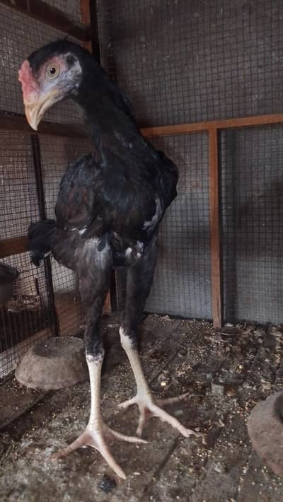 Lakha Sindhi male pathaLong height for sale