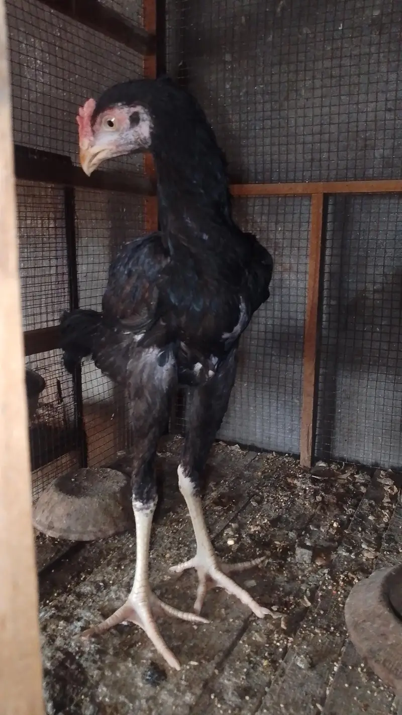 Lakha Sindhi male pathaLong height for sale — photo 2