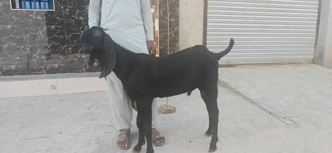 Nagra beetal bakra for sale
