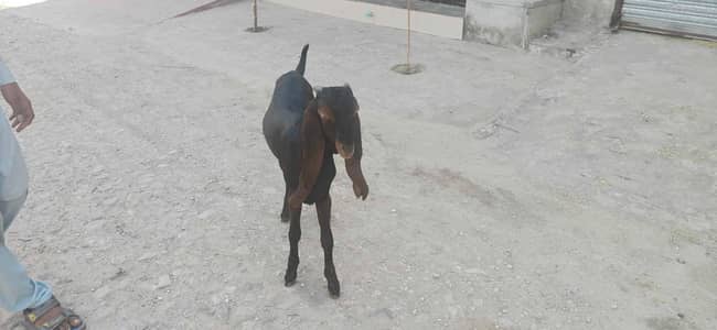 Nagra beetal bakra for sale