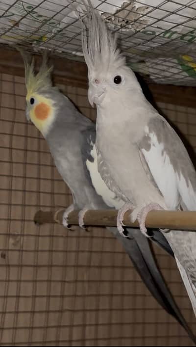 Coctail Breeder Pair