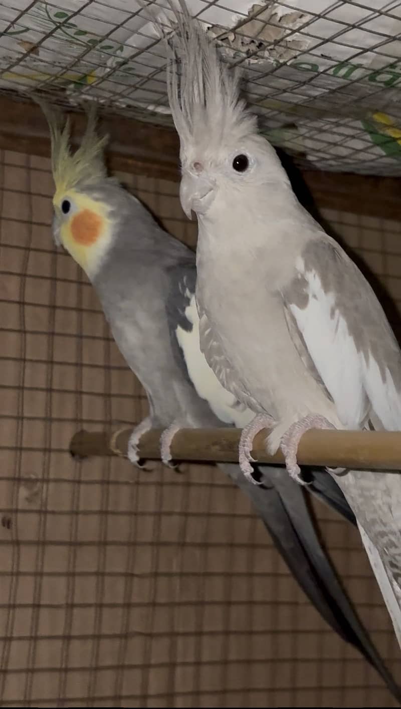 Coctail Breeder Pair 0