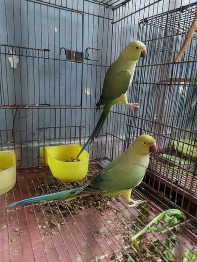 green ringneck  parrot
