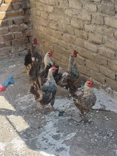 Fayoumi Misri Hens Eggs laying Home Grown per kg