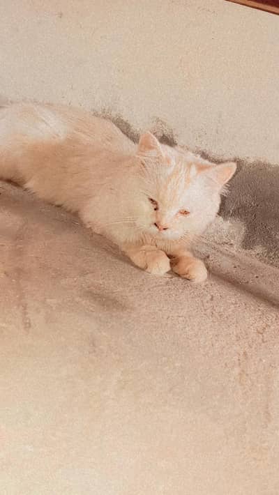 Female persiom cat . . . . home breed