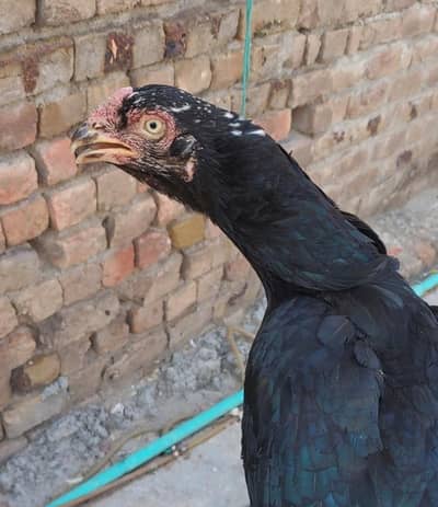 Aseel Mushki Mianwali Exchange Possible Golden Misri Hens
