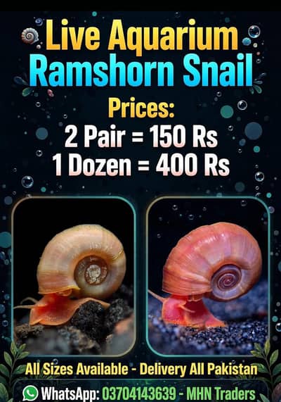 Ramshorn aquarium snail