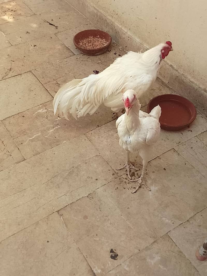 aseel pair 1