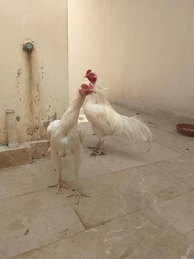 aseel pair 3