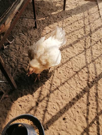 Heera Aseel Hen