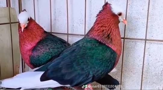 archangle imported quality chicks for sale