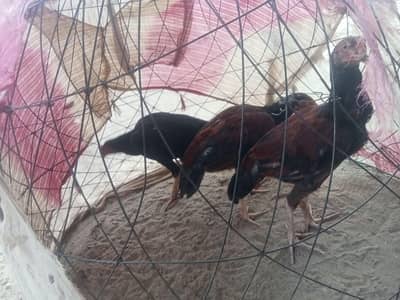Aseel Mianwali 3 male pathy
