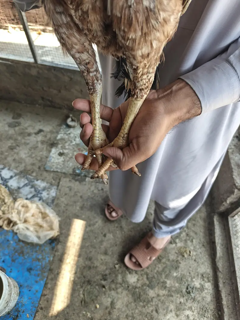 Aseel Murghi Sale — photo 2