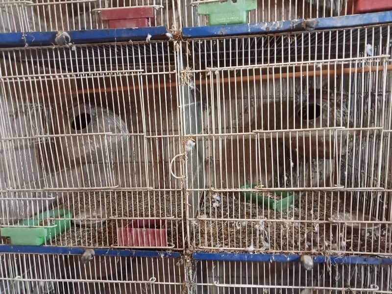 6 portion cage 1