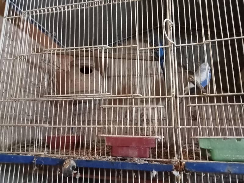 6 portion cage 2