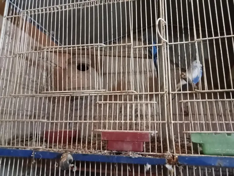 6 portion cage — photo 3