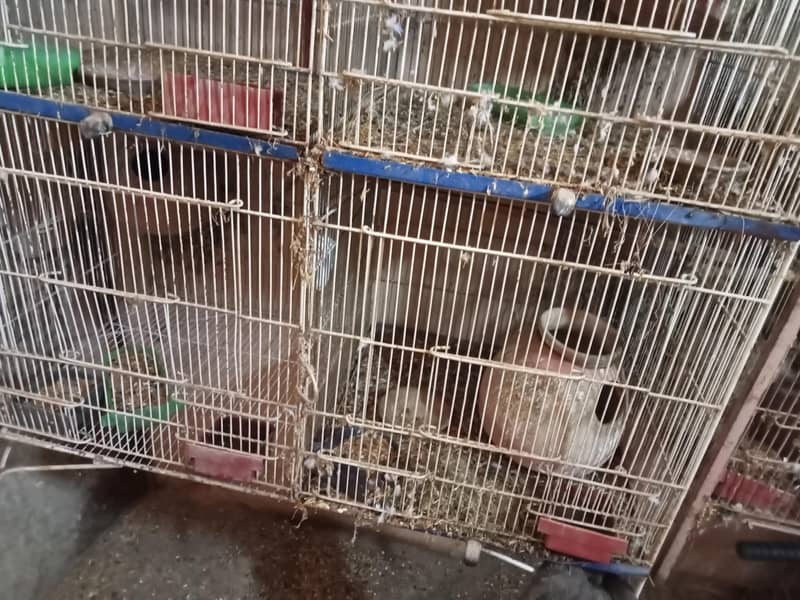 6 portion cage 3
