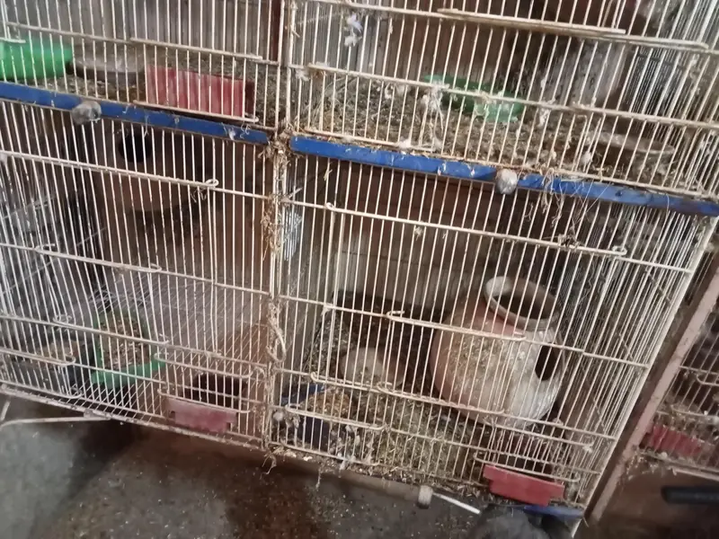 6 portion cage — photo 4