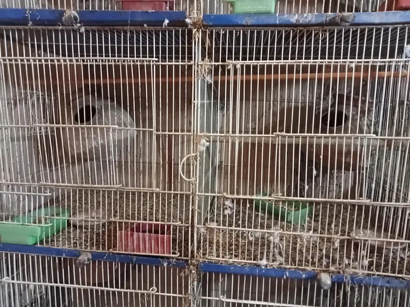 6 portion cage — photo 5