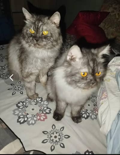Male Persian Available for Mating