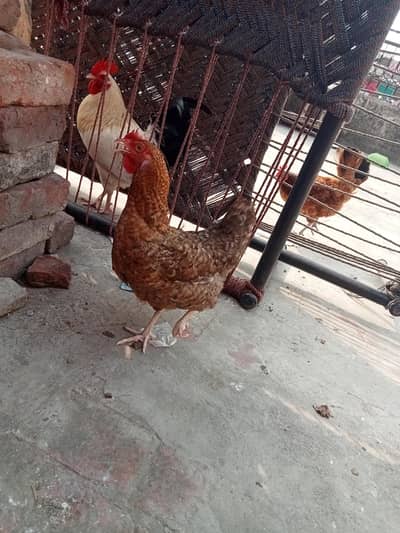3 Desi murgi one piece 1700 one murga 2500