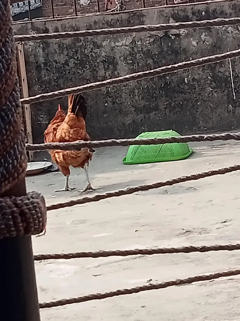 3 Desi murgi one piece 1700 one murga 2500 — photo 5